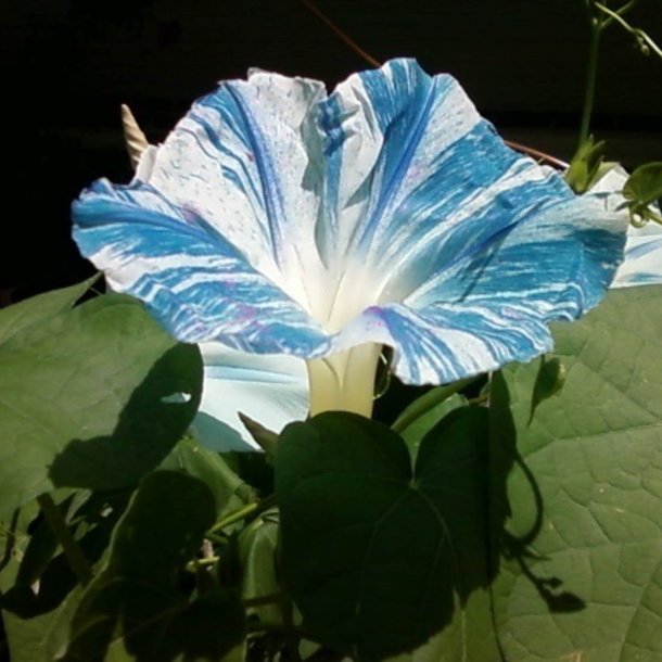 Pragtsnerle <br>'Flying Saucers'<br><i>Ipomoea tricolor </i>
