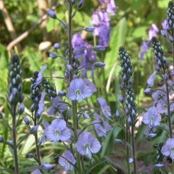 renpris, Porcelns- <br> Ensianbladet <br><i> Veronica Gentianoides</i>