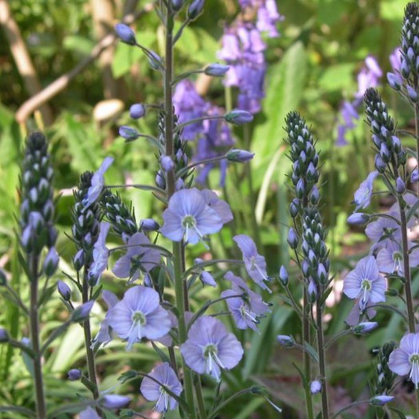 renpris, Porcelns- <br> Ensianbladet <br><i> Veronica Gentianoides</i>