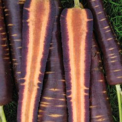 Gulerod <br>'Purple Haze' F1 <br><i>Daucus carota var. sativus</i>