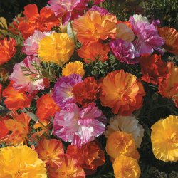 Guldvalmue <br>'Jelly Beans'<br><i>Eschscholzia californica</i>