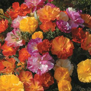Guldvalmue <br>'Jelly Beans'<br><i>Eschscholzia californica</i>