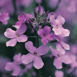 Natviol, <br>Velduftende aftenstjerne <br>'Violet' - <br><i>Hesperis matronalis </i>