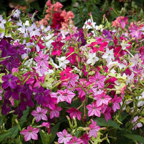 Tobak, Purpur- <br>'Perfume Mix' F1 <br><i>Nicotiana x sanderae</i>