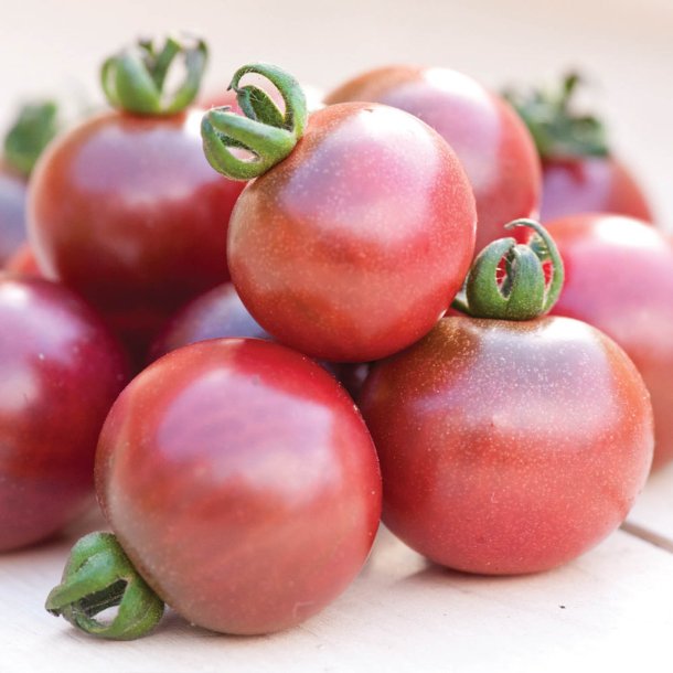 Tomat <br>'Rosella'<br><i>Lycopersicon esculentum</i>