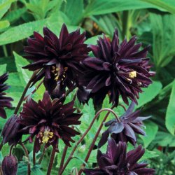 Akeleje <br>'Barlow Black' <br><i>Aquilegia vulgaris</i>