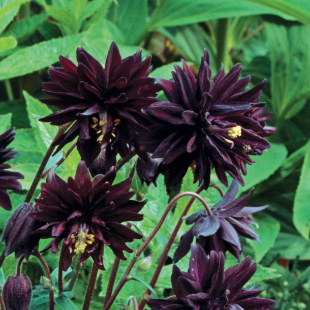 Akeleje <br>'Barlow Black' <br><i>Aquilegia vulgaris</i>