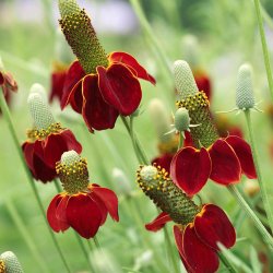Mexikansk Hat <br>'Red Midget' <br><i>Ratibida columnifera var. pulcherrima</i>
