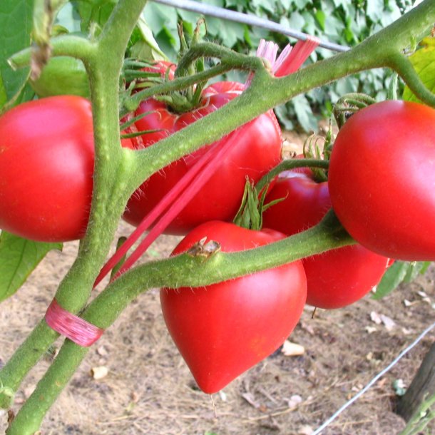 Tomat <br>'Sweetheart�<br><i>Lycopersicon esculentum</i>