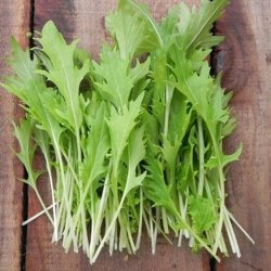 Mizuna, grn<br>Sheriff F1<br><i>Brassica rapa spp. nipposinica</i>