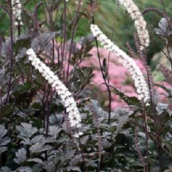 Slvlys <br>'Atropurpurea' <br><i>Cimicifuga ramosa/<br>Actaea r. </i>