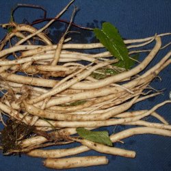 Rapunselklokke <br><i>Campanula rapunculus</i><br><br>