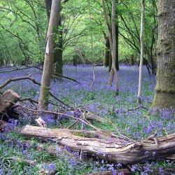 Blue Bell, Klokkeskilla <br><i>Hyacinthoides non-scripta </i>