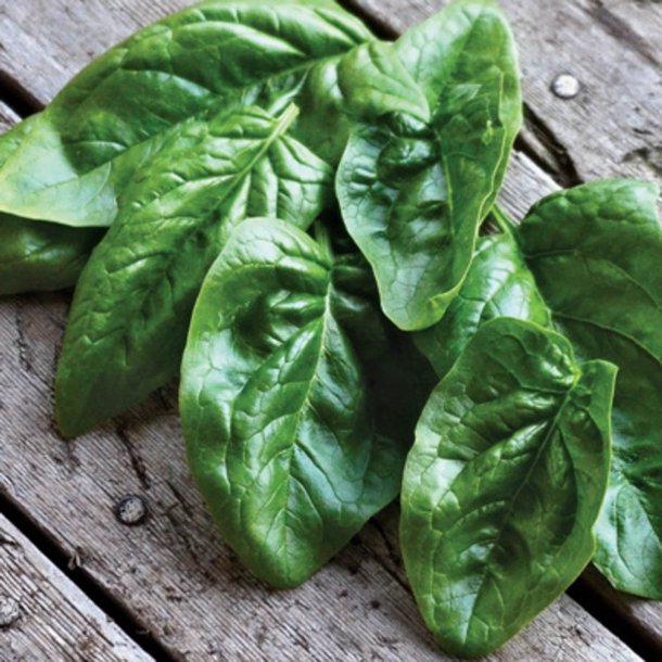 Spinat <br>'Giant Winter' <br><i>Spinacia oleracea</i>