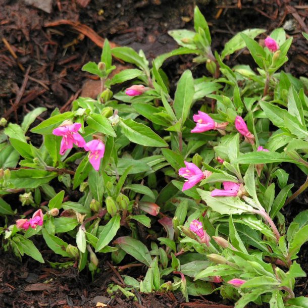 Natlys <br>'Glowing Magenta' <br><i>Oenothera kunthiana</i>
