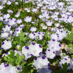 jeblomst <br>'Five Spot' <br><i>Nemophila maculata</i>