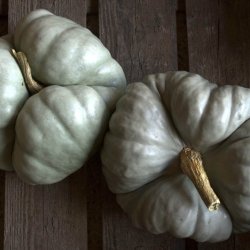 Grskar <br>'Triamble'/'Shamrock' <br><i>Cucurbita maxima</i>