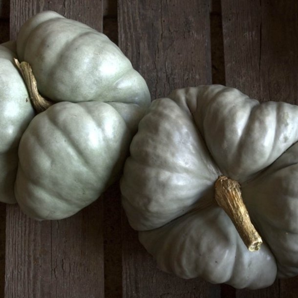 Grskar <br>'Triamble'/'Shamrock' <br><i>Cucurbita maxima</i>