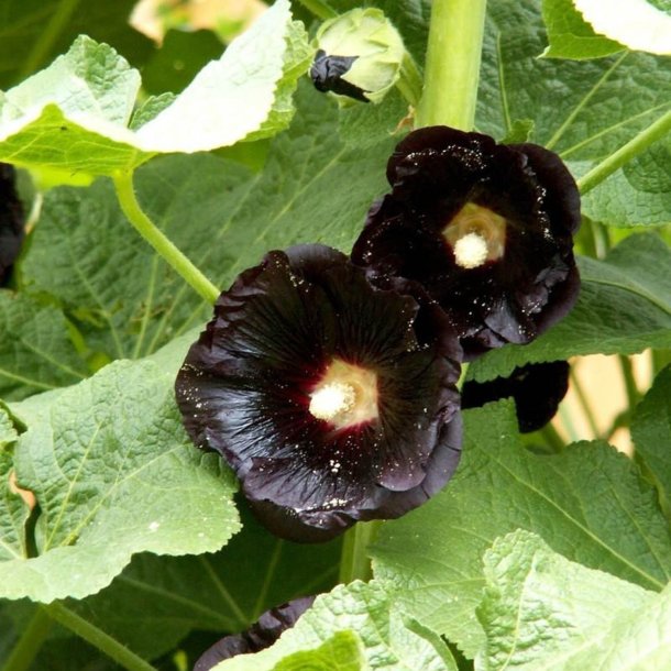 Stokrose <br>'Nigra' <br><i>Alcea rosea</i>