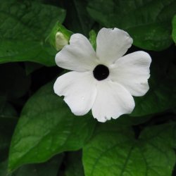 Susanne med <br>det sorte je <br>'White-Black Eye' <br><i>Thunbergia alata</i>