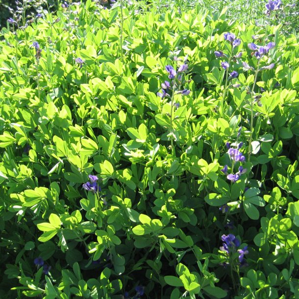 Farveblg, <br>lilla <br><i>Baptisia australis </i>