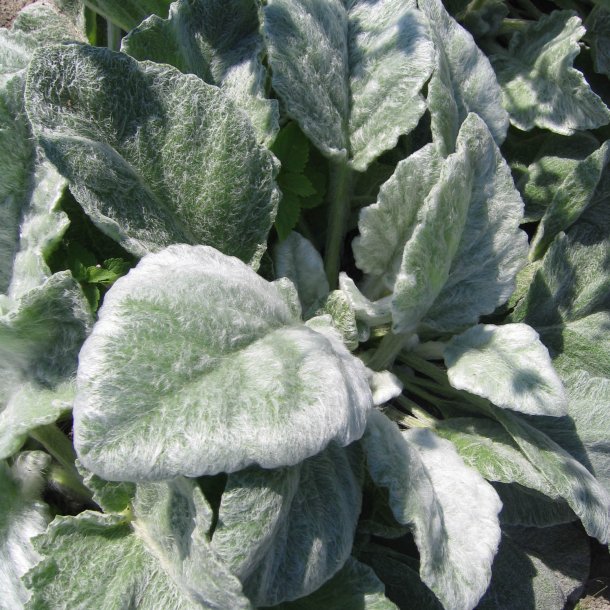 Salvie, Slv- <br>'Artemis'<br><i>Salvia Argentea </i>