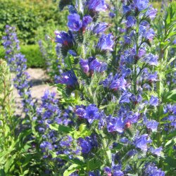 Slangehoved <br><i>Echium vulgare </i><br><br>