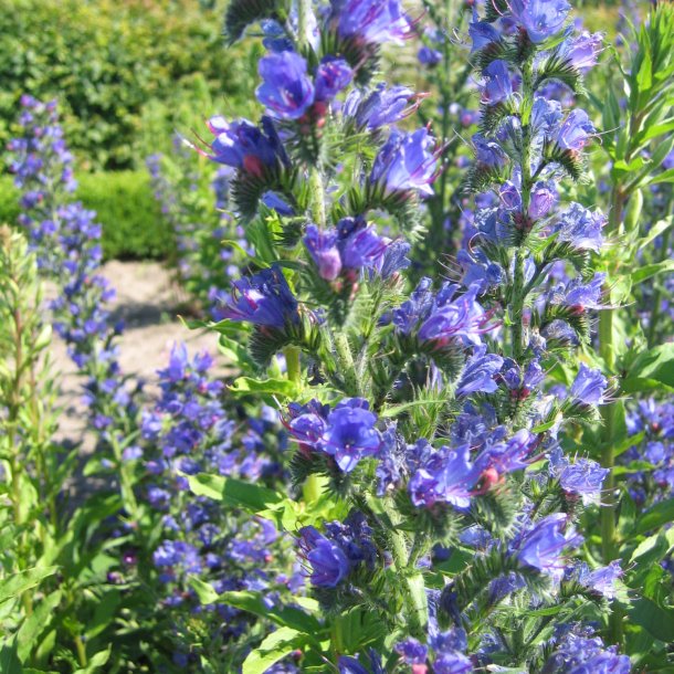 Slangehoved <br><i>Echium vulgare </i><br><br>