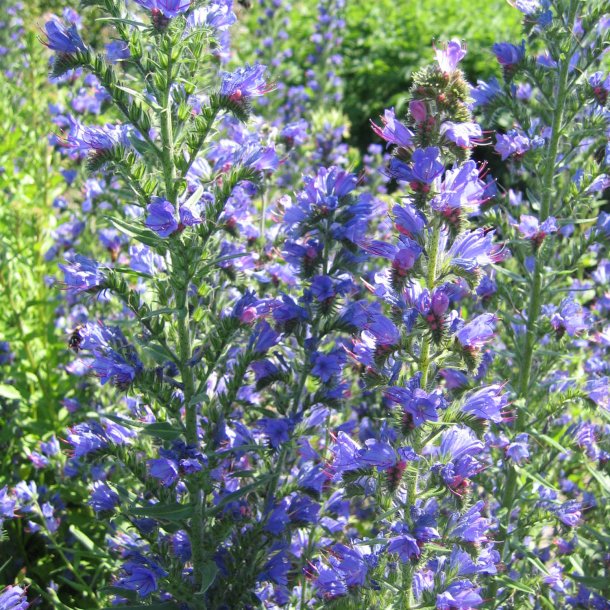 Blomstermix <br>'Bismag'<br><br>