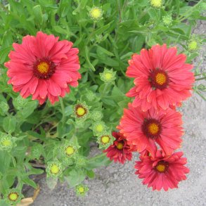 Kokardeblomst <br>'Burgundy' <br><i>Gaillardia aristata</i>
