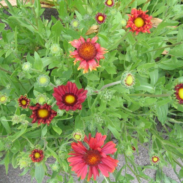 Kokardeblomst <br>'Burgundy' <br><i>Gaillardia aristata</i>