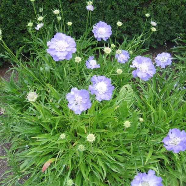 Skabiose, <br>Kaukasisk<br><i>Scabiosa caucasica</i>