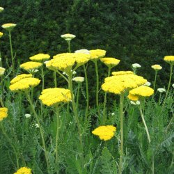 Rllike, <br>Pragt- <br><i>Achillea filipendulina </i>
