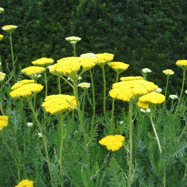 Rllike, <br>Pragt- <br><i>Achillea filipendulina </i>