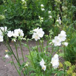 Jakobsstige <br>'White Pearl' <br><i>Polemonium caeruleum</i>