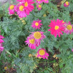Rosenkrave <br>'Duro' <br><i>Tanacetum coccineum</i>