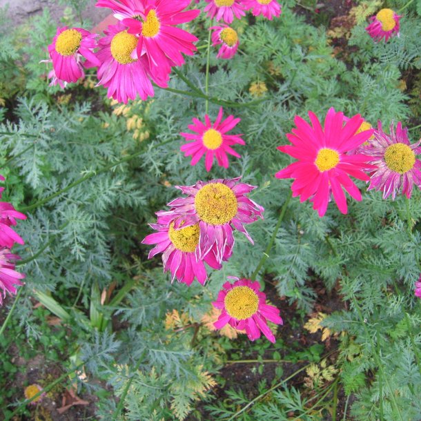 Rosenkrave <br>'Duro' <br><i>Tanacetum coccineum</i>