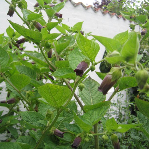 Galnebr <br><i>Atropa belladonna</i><br><br>