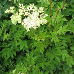 Mjdurt <br><i>Filipendula ulmaria</i><br><br>