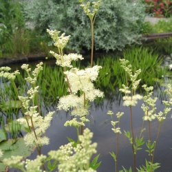 Mjdurt <br><i>Filipendula ulmaria</i><br><br>