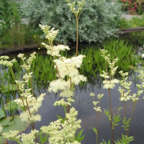 Mjdurt <br><i>Filipendula ulmaria</i><br><br>