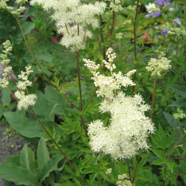 Mjdurt <br><i>Filipendula ulmaria</i><br><br>