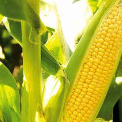 Majs, Sukker- <br>'Tasty Sweet' F1 <br><i>Zea mays convar. saccharata</i>