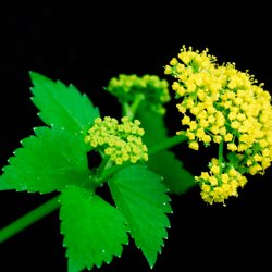 Zizia <br><i>Zizia aurea</i><br><br>