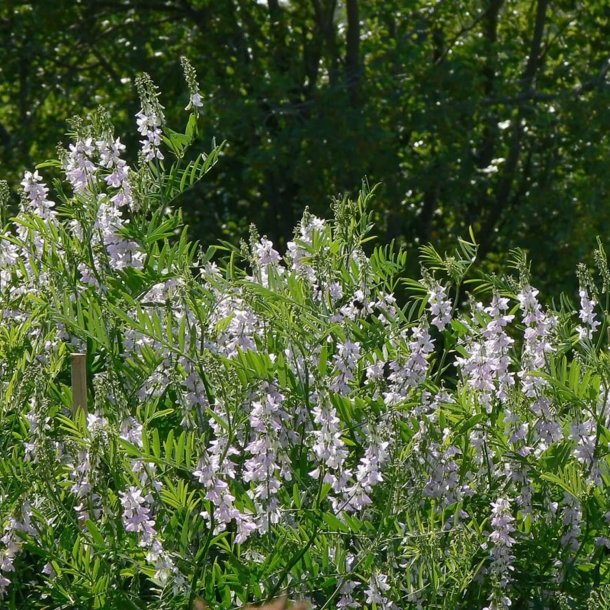Stregblg, <br>Lge- <br><i>Galega officinalis</i>