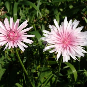 Hgeskg <br>'Rose' <br><i>Crepis rubra</i>