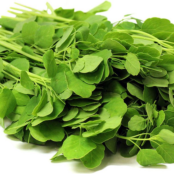 Papalo, <br>quillquina <br><i>Porophyllum ruderale</i>