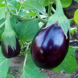 Aubergine <br>'Black Beauty' <br> <i>Solanum melongena</i>