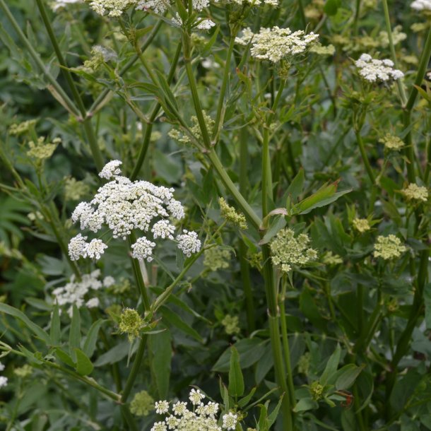 Sukkerrod <br><i>Sium sisarum</i><br><br>