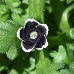 jeblomst <br>'Penny Black' <br><i>Nemophila discoidalis</i>